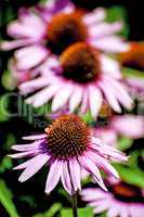 Roter Sonnenhut, Echinacea purpurea