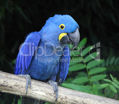 Hyacinth macaw, anodorhynchus hyacinthinus