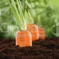 Frische Karotten im Gemüse Garten