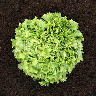 Reifer Salat im Gemüse Feld von oben
