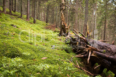 Large Broken Pine