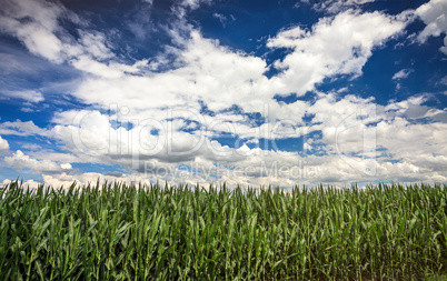 Maisfeld mit Himmel und Wolken