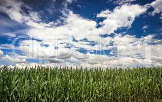 Maisfeld mit Himmel und Wolken