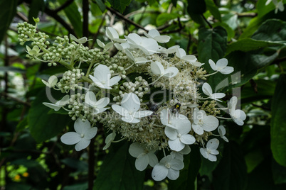 Hydrangea blossom with fly