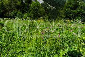 Blooming Alps meadow