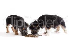 Young Terrier Mix dogs eating food