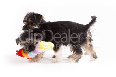 Two young Terrier Mix dogs playing with each other