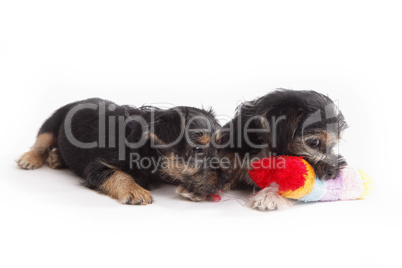 Two young Terrier Mix dogs playing with each other