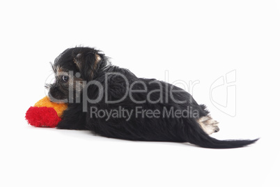 Young Terrier Mix dog play with toy