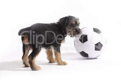 Puppy with football