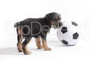 Puppy with football