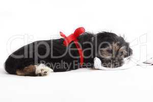 Young puppy with red bow for present