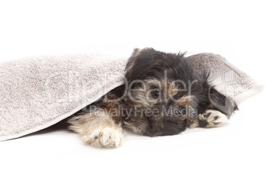 Young Terrier Mix on a blanket