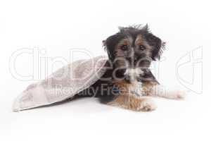 Young Terrier Mix on a blanket