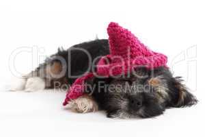 Tired puppy with hat lying on the floor