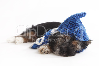 Tired puppy with hat lying on the floor