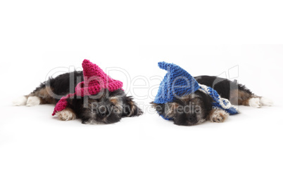 Tired puppies with hats lying on the floor