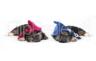 Tired puppies with hats lying on the floor
