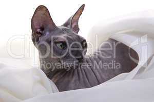 Gray Don Sphynx Cat