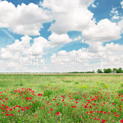 beautiful wheat field and blue cloudy sky