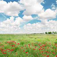 beautiful wheat field and blue cloudy sky