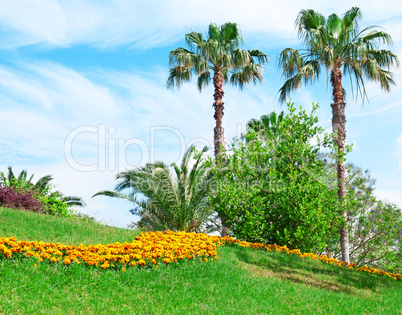 Tropical palm trees in a beautiful park