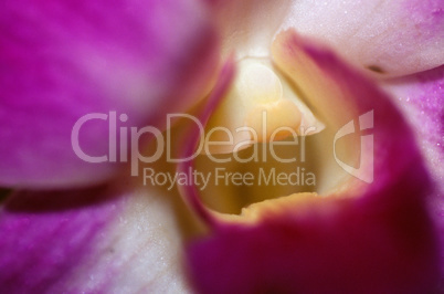 Purple Orchid 021