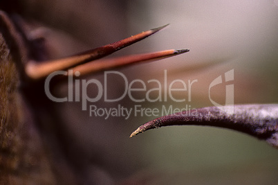 Three Cactus Thorns 028