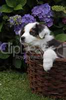 Australian Shepherd Welpe