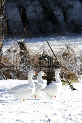 Hausgänse im Schnee