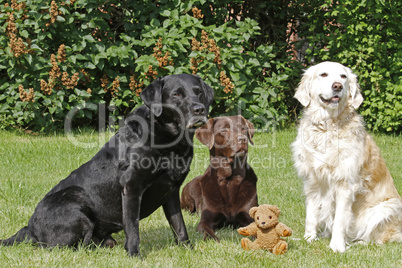 Hunde mit Teddybär