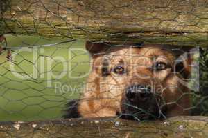 Schäferhund hinter einem Zaun
