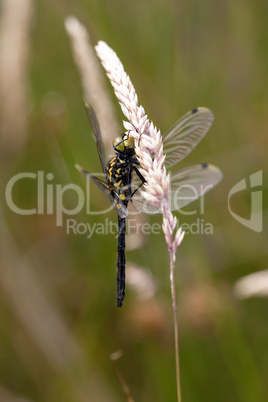 Schwarze Heidelibelle - Sympetrum danae