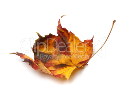 Multicolor autumn maple-leaf