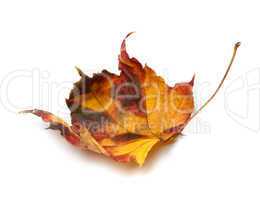 Multicolor autumn maple-leaf