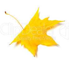 Autumn yellow leaf