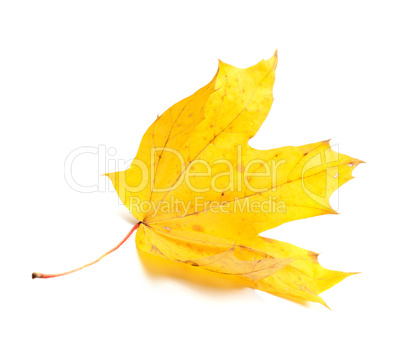 Autumn yellow maple leaf