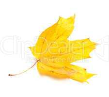 Autumn yellow maple leaf