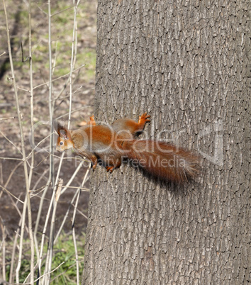 Red squirrels on tree trunk