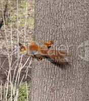 Red squirrels on tree trunk