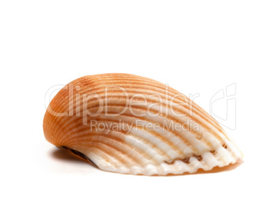 Seashell isolated on white background