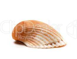 Seashell isolated on white background