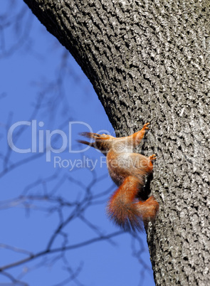 Red squirrels on tree in forest