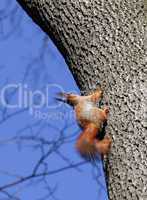 Red squirrels on tree in forest