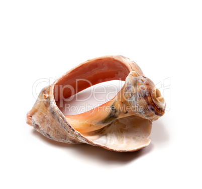 Broken rapana shell
