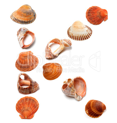 Letter K composed of seashells