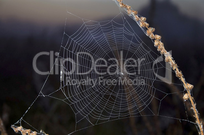 Spider web