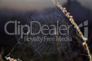 Spider web