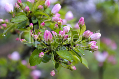 Branch pears with pink flowers in the rain drops