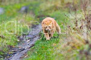Red cat walks in the autumn grass on a leash
